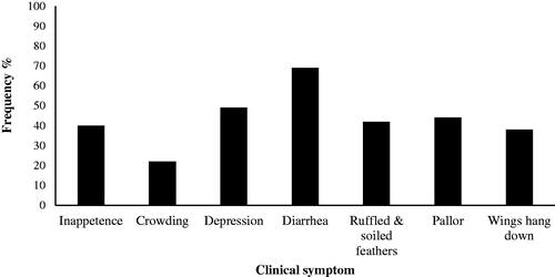 Figure 3. Clinical symptom and their frequency observed in broilers unmedicated infected (IUT) experimentally with E. tenella.