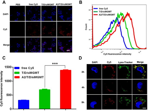 Figure 2. Cellular uptake and endosomal escape of A2/T/D/Cy5-siRNA in T98G cells. (A) CLSM analysis of T98G cells incubated with PBS, free Cy5-siRNA, T/D/Cy5-siRNA and A2/T/D/Cy5-siRNA for 4 h (scale bar = 40 µm). (B) Cellular uptake of free Cy5-siRNA, T/D/Cy5-siRNA and A2/T/D/Cy5-siRNA was analyzed using flow cytometry after 4 h incubation and (C) statistical graph. (D) Endosomal escape of A2/T/D/Cy5-siRNA in T98G cells. The nucleus was stained by DAPI, endosome/lysosome was stained by LysoTraker Green, and Cy5-siRNA emited red fluorescence by itself (scale bar = 10 µm).