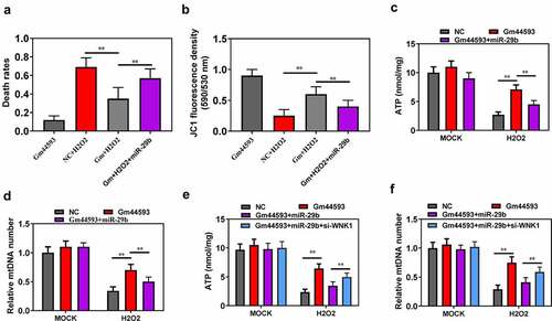 Figure 6. Re-introduction of miR-29b reversed the effect of lncRNA Gm44593. (a) Re-introduction of miR-29b completely reversed the protective role of lncRNA Gm44593. (b) Overexpression of miR-29b restored the effect of lncRNA Gm44593 in mitochondrial membrane potential. (c) ATP content was measured to evaluate the restore effect of miR-29b. (d) mtDNA number was assessed. Re-introduction of miR-29b reversed the effect induced by lncRNA Gm44593. (e) ATP content was measured to further confirm the relationship between miR-29b and Gm44593. (f) mtDNA number was assessed. Knockdown of WNK1 rescued the effect induced by re-introduction of miR-29b.