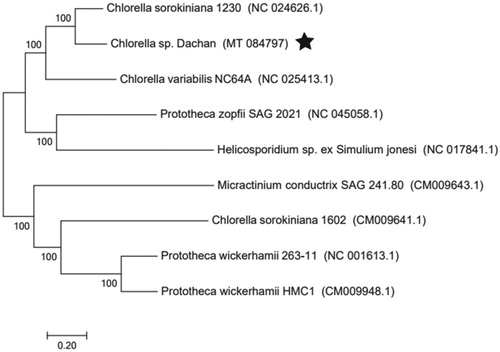 Figure 1. Neighbor-joining molecular phylogenetic tree of 9 species of Chlorellaceae based on complete mitogenome sequences, the pentagram is the species of this study. GenBank accession numbers are indicated in brackets.