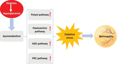 Figure 1. Diabetes metabolic dysfunction caused by hyperglycemia. The primary pathways contributing to the pathogenesis of retinopathy by promoting oxidative stress and generating ROS include the polyol pathway, hexosamine biosynthesis pathway, formation of advanced glycation end products (AGEs), and activation of protein kinase C (PKC).