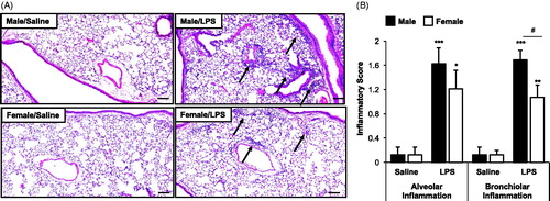 Figure 2. Repetitive LPS exposure-induced lung parenchymal cellular influx is mildly increased in male mice. Male and female mice received intranasal inhalation of saline or LPS (100 ng) daily for 3 weeks and whole lung sections (4–5 μm) were stained with hematoxylin and eosin. (A) Representative lung section from each treatment group is shown at 10× magnification. Arrows indicate inflammatory cell infiltrates. (B) Bar graph depicts means (±SE) of semi-quantitative degree and distribution of alveolar and bronchiolar compartment inflammation. Line scale is 100 μm. N = 8 mice/treatment group from two independent experiments. Significant difference (*p < 0.05, **p < 0.01, ***p < 0.001) vs. matched saline; significant differences between male and female denoted by line (#p < 0.05).