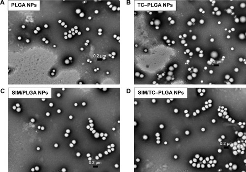 Figure 3 TEM images of blank NPs and SIM-loaded PLGA or TC–PLGA NPs: PLGA NPs (A); TC–PLGA NPs (B); SIM-loaded PLGA NPs (C); and SIM-loaded TC–PLGA NPs (D).Abbreviations: TEM, transmission electron microscopy; NPs, nanoparticles; SIM, simvastatin; PLGA, poly(lactic-co-glycolic acid); TC–PLGA, tetracycline–poly(lactic-co-glycolic acid) moiety.