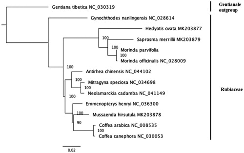 Figure 1. The ML phylogenetic tree of Morinda parvifolia with other species based on the complete plastome sequences by RAxML.