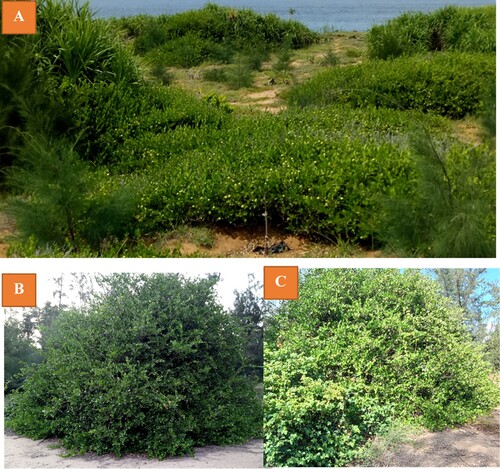 Figure 1. L. littoralis trees of three varieties: A. Quang Ngai, B. Phu Yen, and C. Ninh Thuan.