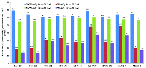 Figure 6. Specific activity of catalase in V. mungo leaves as influenced by B. tabaci feeding.