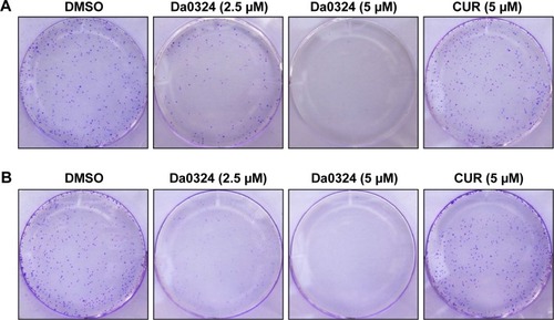 Figure 5 Da0324 inhibits colony formation of gastric cancer cells.