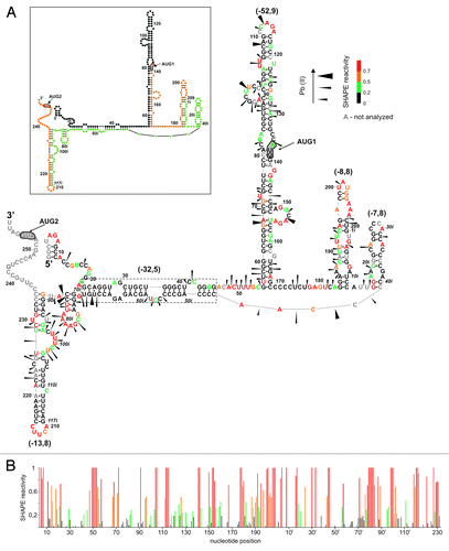 Figure 3. Secondary structure arrangement of the P1-ΔNp53(int2) RNA. (A) The secondary structure model of P1-ΔNp53(int2) RNA. Cleavages induced by Pb2+ ions as well as SHAPE data are displayed in the figure. Numbers in brackets denote predicted ΔG values (kcal/mol) for selected structural motifs. In the inset, schematic representation of predicted secondary structure for the P1-ΔNp53(int2) RNA is shown. Colors denote parts of the 5′-terminal region of p53 mRNA: black, 5′ untranslated region downstream P1 promoter; orange, p53 open reading frame (ORF); green, intron 2. (B) Normalized SHAPE reactivity as a function of nucleotide position. Bars are colored using the scheme shown in (A).