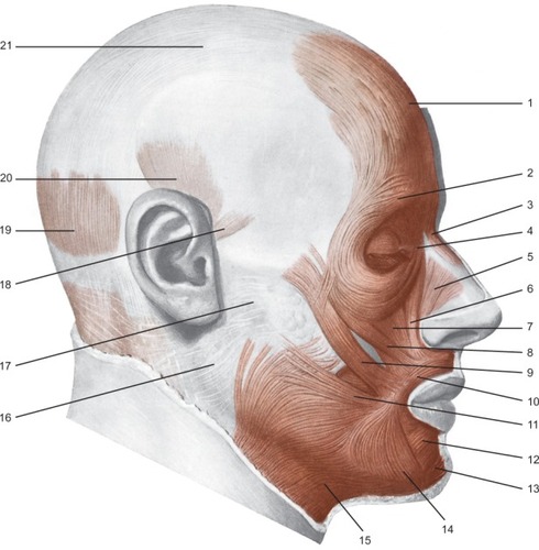 Figure 3 Presentation of the mimic muscles of the head. These muscles occupy a superficial position.