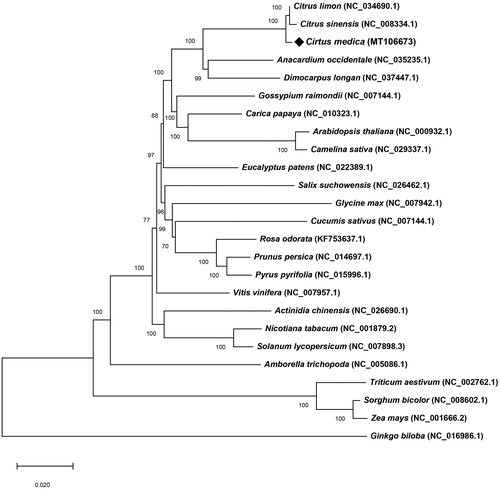Figure 1. The NJ phylogenetic tree of 25 species based on 73 conserved protein-coding genes. Numbers in the nodes are bootstrap values from 1000 replicates. Accession numbers for tree reconstruction are listed to the right of their scientific names.
