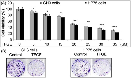 Figure 1. Effect of TFGE on GH3 and HP75 cell growth. (A) TFGE-treated cells at 5–30 µM for 72 h or without TFGE-treatment were analyzed for changes in viability by MTS assay at 72 h. (B) Treatment with TFGE at 5 and 30 µM for 10-days was followed counting of colony formation after crystal violet staining. *P < .05 and **P < .02 vs. unexposed cells.