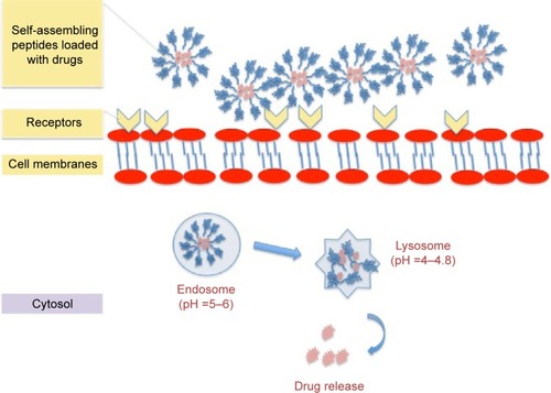 Figure 5 Schematic illustration of cell-membrane interactions and drug release of the drug-loaded self-assembling peptides.