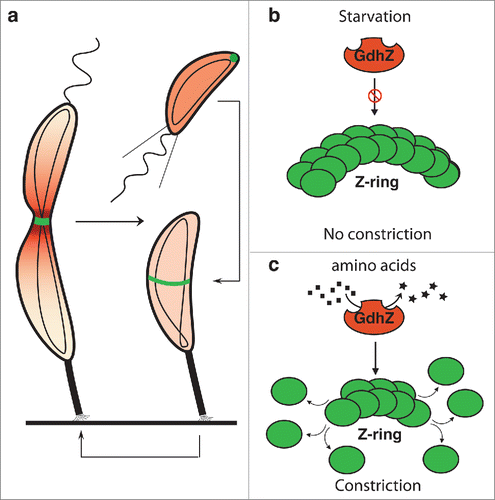 Figure 1. Metabolic control of cell division by GdhZ in Caulobacter crescentus C. crescentus has developed a complex asymmetric cell cycle to optimize its survival in oligotrophic environments. (a) Each cell division produces a small swarmer cell and a large stalked cell. The swarmer cell is proposed to be a settler looking for new environments whereas the stalked cell is responsible for colonizing these environments by giving birth to progeny cells. When a swarmer cell finds favorable conditions, it differentiates into a stalk cell to enter into a replicative cycle. (b-c) C. crescentus has evolved a system in which the NAD-dependent glutamate dehydrogenase GdhZ acts as a proxy, signaling nutrient availability to the division apparatus, thereby coordinating growth with cell division. FtsZ and GdhZ are respectively represented in green and red.Citation5