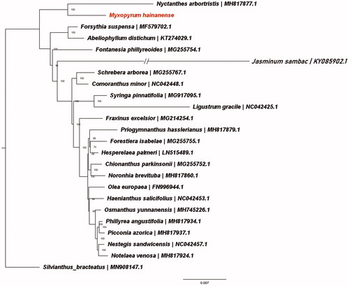 Figure 1. ML phylogenetic tree of the Oleaceae based on the 22 chloroplast genome sequences in GenBank, plus the chloroplast sequence of Myxopyrum hainanense. The tree is rooted with the Carlemanniaceae (Silvianthus bracteatus). Bootstraps (10000 replicates) are shown at the nodes.