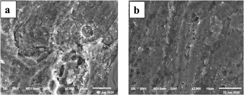Figure 11. SEM images of carbon steel in 1 M HCl (a) and in 1M HCl + 300 ppm Paprika extract.