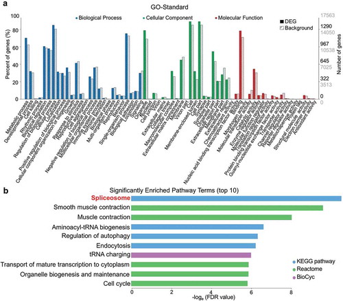 Figure 2. Enriched GO terms and pathways based on DEGs. (a) Distribution of 64 GO terms according to DEGs. Twenty-six terms of biological process, 19 terms of cellular component, and 19 terms of molecular function are colored blue, green, and red, respectively. Full bars represent the number of DEGs in the recent study; dashed bars represent the numbers of total expressed background genes. Right vertical axis, the numbers of DEGs and background genes; left vertical axis, the percentage of annotated GO-term genes relative to background genes. (b) The top-10 significantly enriched pathway terms (both upregulated and downregulated) according to FDR values.