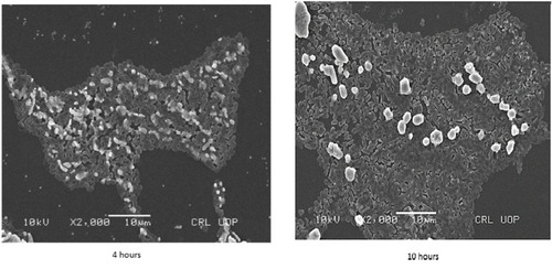 Figure 2 Scanning electron microscopy (SEM) images of Uropathogenic E. coli strain biofilms after 4 hours (left) and 10 hours (right).