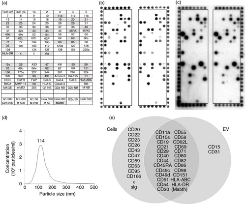 Fig. 2.  DotScan profiling of MEC1 cells (b) and their EV (c). The key (a) shows locations of antibodies (as for Fig. 1), with shaded antibodies indicating cell capture. Detection of captured cells was by optical scanning (b). EV (7.35×1010) were detected by ECL using biotinylated CD19 antibody, with a 5 min exposure on ECL film (c). NanoSight analysis shows the size distribution of MEC1 EV (d). A Venn diagram (e) compares surface profiles of MEC1 cells with their EV. The number above the peak represents mode size in nm.