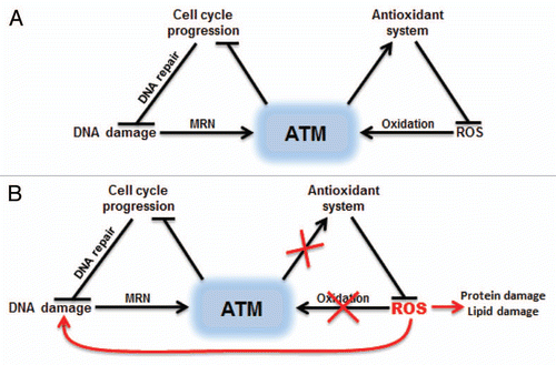 Figure 3 Dual activation of ATM by DNA damage or oxidative stress. (A) ATM can be activated by DSBs with the help of MRN complex or by direct oxidation. Oxidation of ATM is proposed to increase the activity of cellular antioxidant systems. (B) Inhibition of ATM oxidative activation results in ROS accumulation, which can damage many cellular components including DNA.