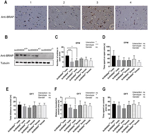 Figure 1. Deficiency in BRAP homologous protein expression caused mild anxiety-like behaviors in male mice.