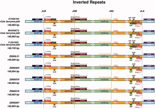 Figure 1. Comparison of the junction between inverted repeat region (IR), large single copy-region (LSC) and small single copy-region (SSC) of chloroplast genome among eight Coix species (varieties).