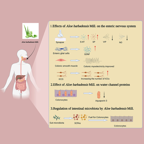 Figure 4 Potential mechanisms of Aloe barbadensis Mill. in the treatment of constipation. Created with Biorender.com.