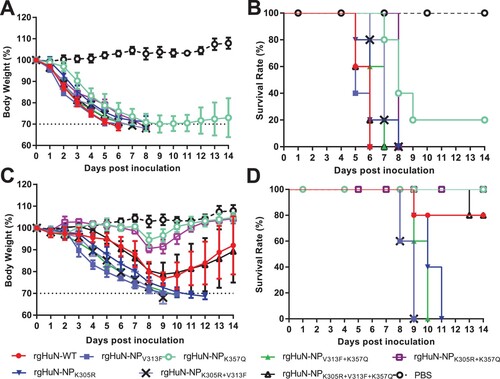 Figure 4. The pathogenicity of HuN mutants in mice. Mice (n = 5 per group) were inoculated with 106 TCID50 (A, B) or 104 TCID50 (C, D) of HuN mutants. Body loss (A, C) and death (B, D) were monitored for the 14 days post-inoculation. rgHuN-WT, wild-type virus carrying NP-305K, – 313V, and – 357K; rgHuN-NPK305R, with NP-305R, – 313V, and – 357K; rgHuN-NPV313F, with NP-305K, – 313F, and – 357K; rgHuN-NPK357Q, with NP-305K, – 313V, and – 357Q; rgHuN-NPK305R+V313F, with NP-305R, – 313F, and – 357K; rgHuN-NPK305R+K357Q, with NP-305R, – 313V and – 357Q; rgHuN-NPV313F+K357Q, with NP-305K, – 313F and – 357Q; rgHuN-NPK305R+V313F+ K357Q, with NP-305R, – 313F and – 357Q.