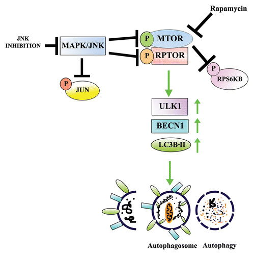 Figure 10. Proposed model for the role of MAPK/JNK in regulating MTOR-dependent autophagy for the removal of nuclei and organelles to form the OFZ during lens development. Our results showed that both MAPK/JNK and MTOR are critical components of the machinery that is involved in loss of nuclei and organelles during lens development. Active MAPK/JNK phosphorylates both MTOR and RPTOR in the MTORC1 complex to activate MTORC1 and block autophagy. Conditions that lead to inactivation of MAPK/JNK prevent phosphorylation of RPTOR and activation of MTOR, both essential components of MTORC1, causing disinhibition of the autophagy signal and inducing loss of nuclei and organelles in a tightly regulated manner from the central lens fiber cells to create the organelle-free zone.
