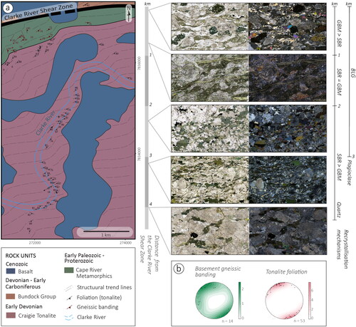 Figure 6. (a) Geological map (modified Withnall & Lang Citation1992; for the location, see Figure 2b), and photomicrographs (plane and cross-polarised) showing heterogeneous deformation pattern along the tonalite in a cross-section perpendicular to the shear zone. Note that textures and inferred recrystallisation mechanisms on quartz and plagioclase are variable along this section and that foliation is still recognised >3 km from the shear zone. (b) Equal area, lower hemisphere stereographic projections of foliation in the Cape River Metamorphics and Craigie Tonalite, showing an overall northeast–southwest orientation. Recrystallisation mechanisms: BLG, bulging; SGR, subgrain rotation; GBM, grain boundary migration.