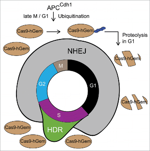 Figure 1. A cell-cycle tailored genome editing system to enhance HDR. The NHEJ pathway dominates DSB repair in G1 and G2 whereas HDR activity peaks in mid-S phase. The Cas9-hGem(1/110) fusion protein is subjected to proteolytic destruction during G1, but its expression is restored in S/G2/M. This partially synchronizes genome editing with HDR activity and enhances rates of the latter.