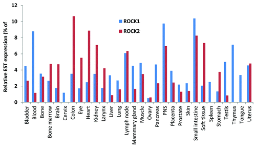 Figure 3. Tissue distribution of ROCK1 and ROCK2 determined from expressed sequence tags (EST). Relative expression levels were derived from the Tissue-specific Gene Expression and Regulation (TiGer) database (http://bioinfo.wilmer.jhu.edu/tiger). The expression levels were normalized with tissue-library size. Each value for a gene in a tissue is a ratio of observed ESTs to the expected one in this tissue. The expected number of ESTs is the product of total ESTs of the gene and the fraction of total ESTs in the tissue among all ESTs in 30 tissues. To depict tissue expression profiles, the normalized expression levels were graphed as percentages from only those tissues having values > 0.