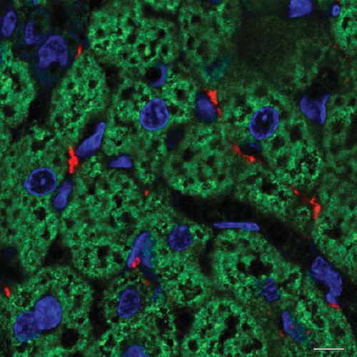 Figure 7. Mouse adipose organ: anterior subcutaneous depot, interscapular area. Immunofluorescence multiple labelling showing parenchymal noradrenergic nerve fibres (tyrosine hydroxylase immunoreactive: red) in tight association with UCP1 immunoreactive brown adipocytes (green) with nuclei in blue (TOTO nuclear counterstaining). Bar = 6 μm.