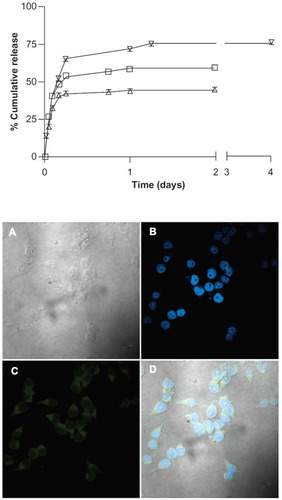 Figure 7 Release kinetics of the different drugs loaded in CNCs/CTAB complexes at 37°C (top); etoposide, docetaxel, paclitaxel (from the top curve to bottom); confocal microscopy images showing internalization of fluorescent CNCs/CTAB: (A) white light image, (B) DAPI staining of cell nuclei, (C) fluorescein in the cytoplasm, (D) overlay of images (B and C) (bottom). Copyright © 2011 Dove Medical Press Ltd. Reproduced from Jackson JK, Letchford K, Wasserman BZ, et al. The use of nanocrystalline cellulose for the binding and controlled release of drugs. Int J Nanomed. 2011;6:321-330.Citation58