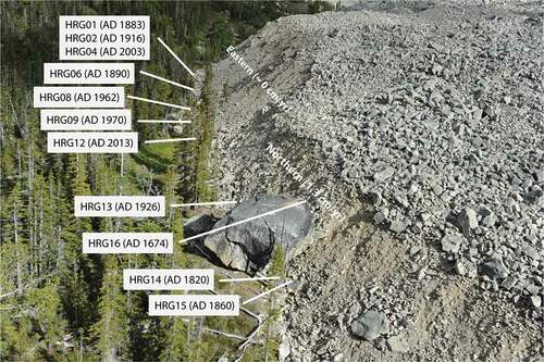 Figure 13. Sample numbers and kill dates for trees sampled from the toe debris of Hellraving rock glacier. The northern and eastern sections of the terminus are also indicated along with the average advance rates