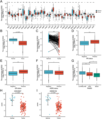 Figure 1 Expression levels of CES2 in cancer tissues. (A) The expression levels of CES2 in various cancer tissues differ from their corresponding normal tissues. (B) Expression of CES2 in unpaired tissues of breast cancer. (C) Expression of CES2 in paired tissues of breast cancer. (D–G) Expression of CES2 in different PR, ER, HER2 status, and PAM50 typing. (H and I) Expression of CES2 in GSE45827 and GSE65194. (*p < 0.05, ** p < 0.01, *** p < 0.001).
