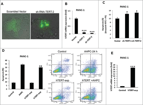 Figure 6. hTERT depletion is essential for induction of apoptosis in PANC-1 cells. (A) Knockdown of TERT led to nuclear fragmentation at 72 h of transfection in PANC-1 cells as determined by Phase Contrast Microscopy. (B) hTERT mRNA expression decreased in stably transfected sh-TERT knockdown cells. (C) sh-RNA-TERT knockdown cells induced apoptosis in transiently transfected cells. (D) Overexpression of hTERT blocked 3-Cl-AHPC mediated apoptosis. The apoptosis induction was measured by flow cytometry using Annexin V-FITC binding together with propidium iodide (PI) staining. Percentage of apoptotic cells corresponds to lower right (early apoptotic cells, annexin V positive, PI-negative) quadrants (right panel). (E) Increased hTERT mRNA expression after 72 h in over-expressing hTERT cells. Error bars represent the mean of 3 separate determinations ± SD. * and *** (<0 .05, and <0 .001) indicate significantly differences between vector and sh-TERT knockdown cells and ♦♦ (<0 .01) indicate significantly difference apoptosis between 3-Cl-AHPC treated and hTERT overexpressing cells using the t-Test.