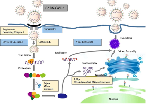 Figure 1 The cell cycle of SARS‐CoV‐2 in humans.
