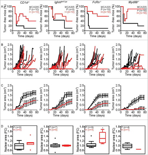 Figure 3. Characteristics of tumor development of parental versus hyperploid MCA205 cells in different immunodeficient mice. Parental and hyperploid MCA205 cells were inoculated into CD1d−/−, Ighmtm1Cgn , FcRn−/− or Myd88−/− mice. Tumor incidence (A) and tumor growth (B, independent mice, and C, average of all mice) were routinely monitored. Histological sections from parental and hyperploid tumors recovered from CD1d−/−, Ighmtm1Cgn , FcRn−/− and Myd88−/− mice were submitted to histochemical staining for the detection of nuclear area (D). Box plots represent median values of nuclear areas (median applied to each mouse, normalized by the average of the parental median value). Tumor incidence was compared by one-tailed Barnard's test, tumor growth curves were analyzed with Wald test and normalized nuclear area were compared by means of a linear mixed model (see Statistical Analysis in Materials and Methods). *p < 0.05 P vs H; **p < 0.01 P vs H; ***p < 0.001 P vs H. Error bars represent SEM over time.