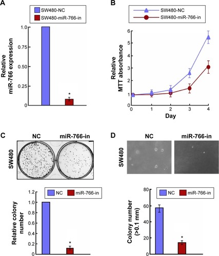 Figure 3 Inhibition of miR-766 inhibited CRC cell proliferation.