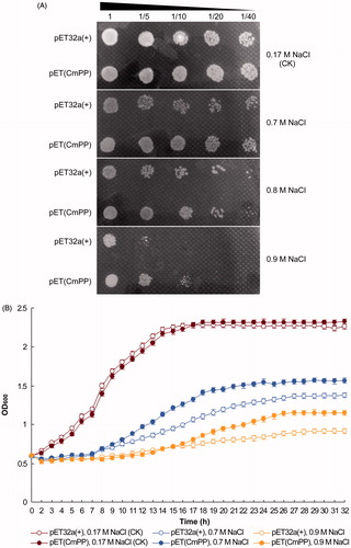 Figure 2. Salt tolerance of E. coli could be improved by heterologous expression of CmPP, as judged by comparing the growth of E. coli strain BL21(DE3) harboring the recombinant vector pET(CmPP) or the empty vector pET32a(+) under salt stresses of different NaCl concentrations. (A) Dot-plating test with serial dilutions (1-, 5-, 10-, 20-, 40-fold) for the colony growth of E. coli; (B) Spectrometric analysis for the dynamic growth curve of E. coli. The control (CK) means the intrinsic NaCl concentration (0.17 M) in LB medium. Error bars represent the SD of three separate trials with different clones of each E. coli.
