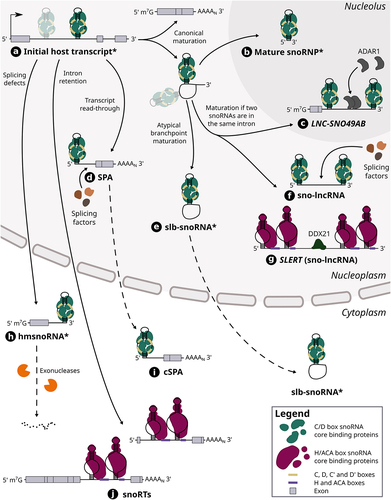 Figure 2. The maturation steps of different host-derived snoRNA hybrids. Host gene transcripts can harbour one or multiple (shaded) snoRNAs in their intron (see (a)). In the case of a snoRNA encoded alone in its intron, its canonical maturation requires the transcription and splicing of its host gene, which results in a snoRNA-containing lariat as well a mature host transcript. The lariat is typically debranched and its ends are then degraded by exonucleases up to the snoRNA ends which are bound by core proteins, thereby protecting the mature snoRNP from further cleavage (see (b)). When two snoRNAs are encoded in the same intron, the same maturation steps can lead to the formation of snoRNA-ended hybrids called sno-lncRNAs including SLERT (see (f) and (g)), a H/ACA sno-lncRNA, as well as the lncRNA LNC-SNO49AB (see (c)). SLERT was shown to interact with DDX21 and regulate cell proliferation, whereas LNC-SNO49AB was observed to bind with ADAR1 and promote its dimerization and activity. Other sno-lncRNAs have also been found to interact with splicing factors. On the other hand, atypical branch points (cytidines instead of adenosines) can hinder lariat debranching, thus leading to the formation of stable lariats bearing a snoRNA (slb-snoRNAs) which can be actively transported to the cytoplasm (see (e)). In addition, transcript readthrough of host genes can lead to the production of nuclear 5’ snoRNA-ended and 3’ polyadenylated lncRNAs (SPAs) that were shown to interact with splicing factors (see (d)). One example of SPA was also shown to be exported to the cytoplasm (SNORD86 cSPA) (see (i)). The retention of introns harbouring a H/ACA box snoRNA leads to the generation of snoRNA retaining transcripts (snoRTs), which are exported to cytoplasm and vary in length with regards to their 5’ end (see (j)). Finally, knocking down splicing factors was shown to induce splicing defects including the formation of hybrid mRNA-snoRNA (hmsnoRNAs) transcripts, which were observed to be either degraded or stabilized in the cytoplasm (see (h)). Of note, dotted lines represent the possible path that a host-derived snoRNA extension can take, whereas full lines represent an obligatory step in its maturation pathway. The asterisk that marks the name of certain snoRNA-containing hybrids (i.e. initial host transcript, mature snoRNP, slb-snoRNA and hmsnoRNA) signifies that the snoRNA represented in the hybrid can either be a C/D box or H/ACA box snoRNA, although only C/D box snoRNAs are represented in those cases for clarity.