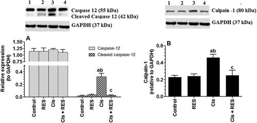 Figure 8. Protein levels of total and cleaved caspase-12 as well calpain-1 in the testis of all groups of rats as compared to corresponding GAPDH levels as relatively expressed to the reference protein, GAPDH. Values are expressed as Mean ± SD for 6 rats in each group. For western blotting, equal volumes of protein sample (60µg protein/well) were separated by an SDS electrophoresis, transferred to nitrocellulose membrane and then incubated with the primary and corresponding horseradish peroxidase-conjugated antibodies. Antigen-antibody complexes were then visualized using a Pierce ECL kit and images were quantified using Image J software. Values were considered significantly different at p < 0.05.  aSignificantly different when compared to the control group (lane 1), bsignificantly different when compared to resveratrol (RES)-treated group (Lane 2) and csignificantly when compared to cisplatin (Cis)-treated group (Lane 3). Lane 4: Cis + RES--treated group.