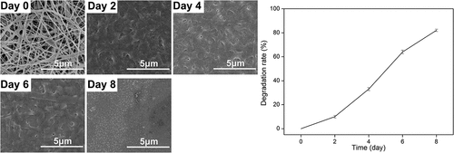 Figure 5. Degradation testing results of GMCDRSSP-IGF-1 spidroins in vitro. SEM images of degraded nanofibrous membrane (Left) and degradation curve (Right)