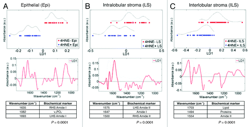 Figure 2. Principal component analysis-linear discriminant analysis (PCA-LDA) of infrared (IR) spectra of three anatomical compartments of 4-hydroxy-2-nonenal (4HNE) immunopositive (4HNE+) and 4HNE immunonegative (4HNE−) breast terminal ductal lobular units (TDLUs). Tissue sections in the 4HNE+ category were from subjects whose tissue sections showed consistently a preponderance of TDLUs occupied by many 4HNE+ ME cells, while those in the 4HNE− category were from subjects whose breast tissue sections showed consistently at most a few TDLUs occupied by a small number of 4HNE+ ME cells.Citation43 (A) PCA-LDA scores plot of point-map IR spectra (n = 540 total) of epithelial cells (EPI). Each spectral point is derived from the average of 10 IR spectra. A total of four 4HNE+ TDLUs were interrogated from two 4HNE+ sections, whereas five 4HNE− TDLUs were interrogated from three tissue sections. Discriminating wavenumbers were determined from consequent cluster vectors plots. (B) PCA-LDA scores plot of point-map IR spectra of intralobular stroma (LS; n = 90). Each spectral point is derived from the average of two IR spectra. 4HNE+ and 4HNE− TDLUs were compared as independent categories. Discriminating wavenumbers were determined from consequent cluster vectors plots. (C) PCA-LDA scores plot of point-map IR spectra of interlobular stroma (ILS; n = 180). Each spectral point is derived from the average of two IR spectra. Designated 4HNE+ and 4HNE− TDLUs were compared as independent categories. Discriminating wavenumbers were determined from consequent cluster vectors plots. Significance of category segregation was determined using an unpaired t test. Three wavenumbers contributed most to segregation of 4HNE+ vs. 4HNE− categories for a particular tissue component are listed (see each corresponding table per column).