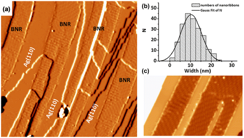 Figure 10. Borophene nanoribbons on Ag(110) surface. (a) A derivative STM image shows boronphene nanoribbons grown on Ag(110). The image size is 100 × 100 nm2. The nanoribbons run across the substrate steps without losing continuity. (b) Histogram of nanoribbon width. Gaussian fitting is shown as a black line. (c) High-resolution STM image of two boronphene nanoribbons. Image size: 50 × 30 nm2. The bias voltages of STM images are (a) −4.5 V and (b) −1.9 V. Reprinted with permission from Ref. [Citation140]. Copyright 2017 American Physical Society.