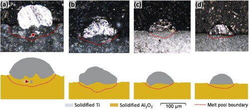 Figure 4. Experimental (top row) and simulation (bottom row) results of a single-track interlayer interface shape formed after the solidification of Ti powder on Al2O3 substrate from the cross-section B-B (see Figure 2) with L = 100 W. (a) V = 200 mm/s, (b) V = 400 mm/s, (c) V = 600 mm/s, and (d) V = 800 mm/s. The position of the red arrow in (a) shows the migration of Ti into the Al2O3 substrate.