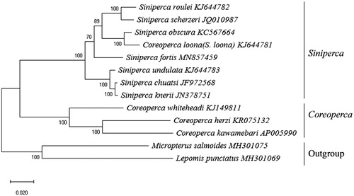 Figure 1. ML Phylogenetic tree of 11 species in Sinipercidae. The complete mitogenomes is downloaded from GenBank and the phylogenic tree is constructed by maximum-likelihood method with 100 bootstrap replicates. The bootstrap values were labeled at each branch nodes.