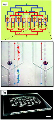 Figure 4. (a) Schematic of a microfluidic parallelization device containing 8 double emulsion drop makers. Hydrophobic channels (indicated in red) and hydrophilic channels (indicated in blue) are located on different layers of the device. Inset shows the simultaneous operation of two adjacent drop makers of the parallel chip. (b) Photograph of the parallelized microfluidic device. Adapted with permission from Reference (Nawar et al., Citation2020). Copyright 2020, Royal Society of Chemistry.