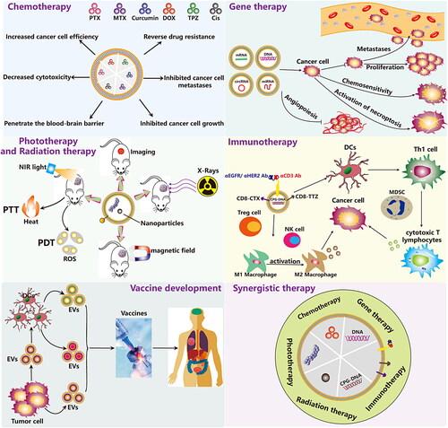 Figure 7. Functionalized EVs for cancer therapy. Currently, the application of Functionalized EVs in cancer therapy has five main directions, including chemotherapy, gene therapy, immunotherapy, phototherapy, and vaccine development.