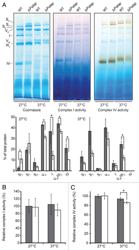 Figure 6 Composition and activity of mitochondrial respiratory chain complexes. (A) BN-PAGE of mitochondrial proteins from mycelium of 14-day-old WT (n = 3) and ΔPaIap (n = 3) cultures incubated at 27°C and 24 h at 37°C prior to protein isolation. The Coomassie blue staining of the complexes was quantified densitometrically and normalized using the total protein staining of each lane. Amounts of the complexes IV (p = 1.2E−2), VM/III2 (p = 3.6E−2), I (p = 3.3E−2), VD (p = 3.5E−4) and of the supercomplexes S0 (I1III2IV0; p = 1.8E−1), S1 (I1III2IV1; p = 3.2E−1) and S2 (I1III2IV2; p = 2.6E−2) at 27°C. Heat stress leads to temperature-dependent changes in the abundances of the OXPHOS complexes. The amount of complex VM/III2 is significantly different (p = 4.8E−3). In-gel activities of complex I and IV. (B) In-gel quantification of the total complex I activity of the WT (n = 3) and ΔPaIap (n = 3; p = 8E−1) at 27°C and of the WT (n = 3) and ΔPaIap (n = 3; p = 4E−1) at 37°C. (C) In-gel quantification of total complex IV activity of the WT (n = 3) and ΔPaIap (n = 3; p = 8E−1) at 27°C. At 37°C, total complex IV activity of ΔPaIap (n = 3) is slightly decreased compared with the WT (n = 3; p = 3E−2).